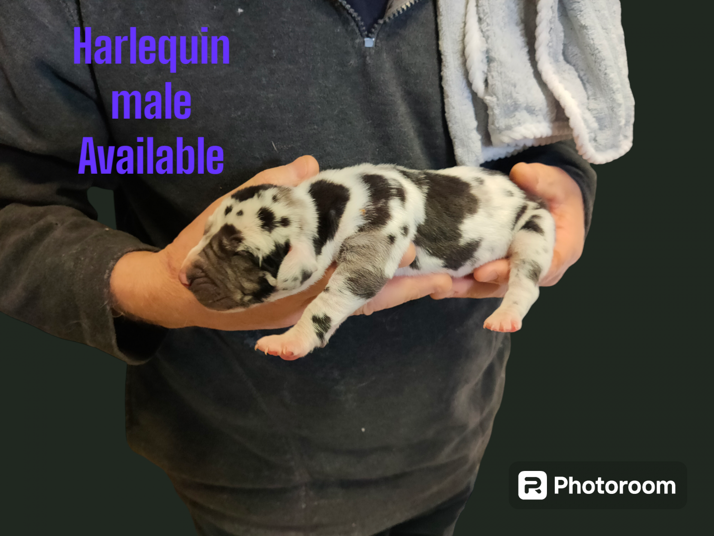 Harlequin Boy